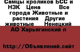 Самцы кроликов БСС и НЗК › Цена ­ 400 - Все города Животные и растения » Другие животные   . Ненецкий АО,Харьягинский п.